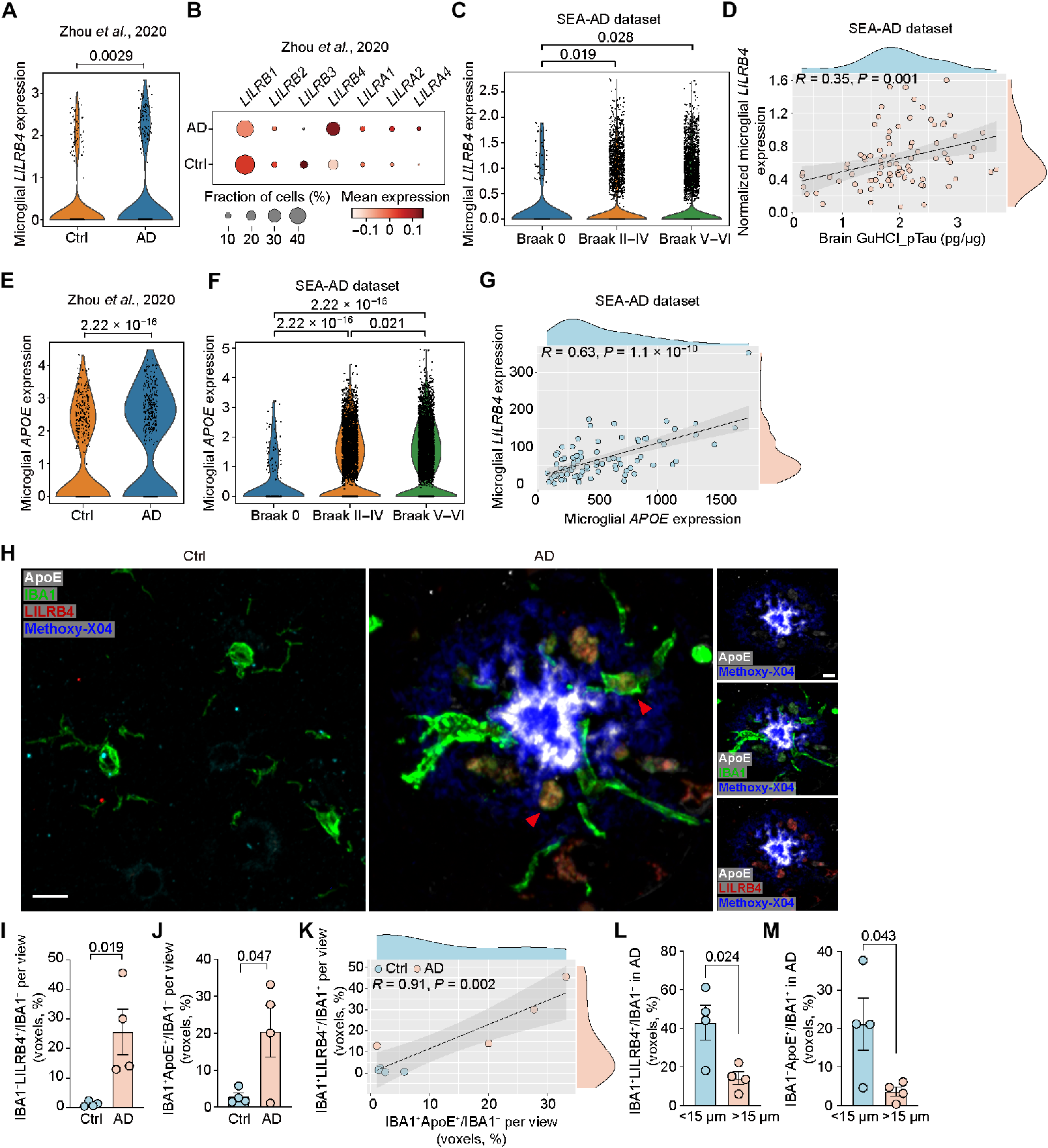 Pathological study of anti-human LILRB4 antibody in a mouse model of Alzheimer's disease